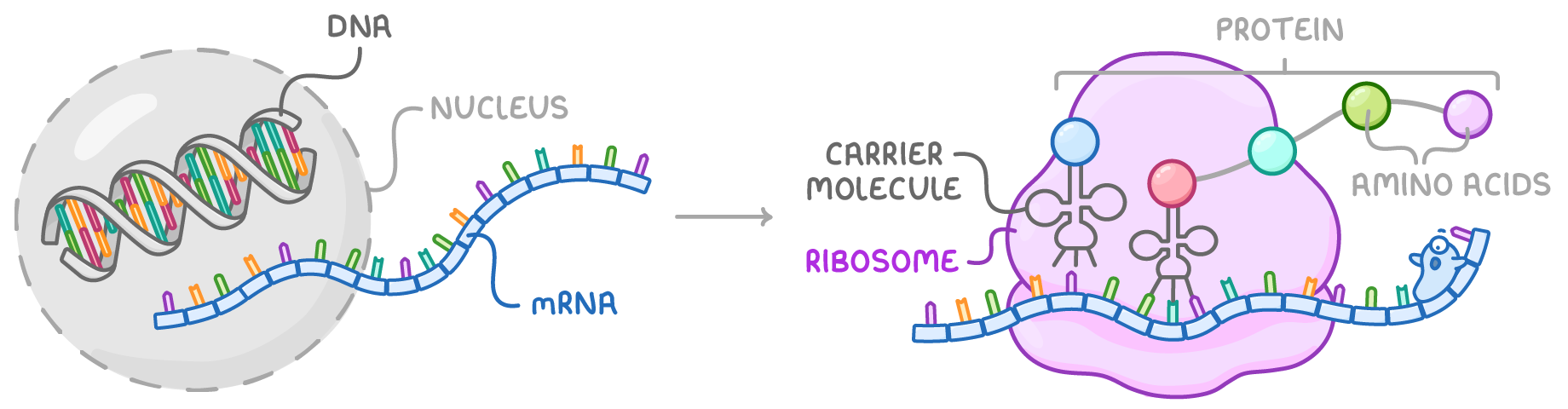 Inside a nucleus, a DNA helix labelled DNA; an mRNA strand leads out and, after an arrow, threads through a pink ribosome where carrier molecules deliver amino acids joined into a chain labelled protein.