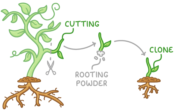 A shoot being snipped from a rooted plant, labelled cutting, then dipped in rooting powder and shown growing its own roots in soil, labelled clone.