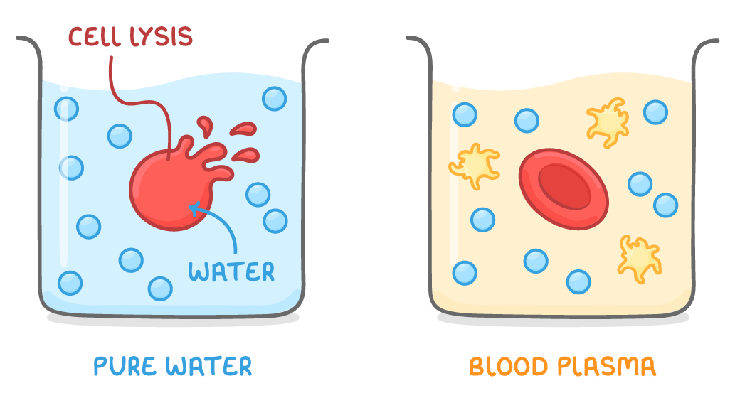 Two beakers: in pure water a red blood cell has swelled and burst, labelled cell lysis with an arrow marked water entering; in blood plasma the cell keeps its normal shape.