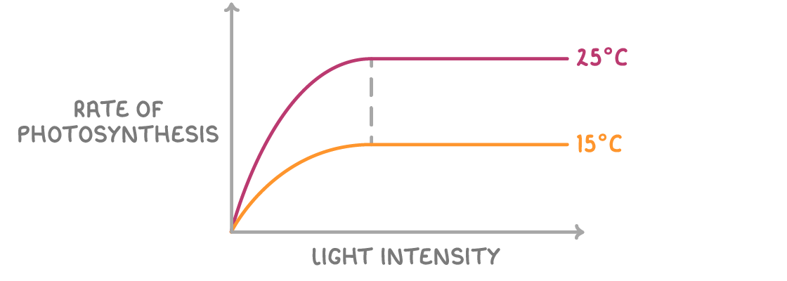 A graph of rate of photosynthesis against light intensity with two lines that rise together then level off, the higher plateau labelled 25°C and the lower one 15°C.