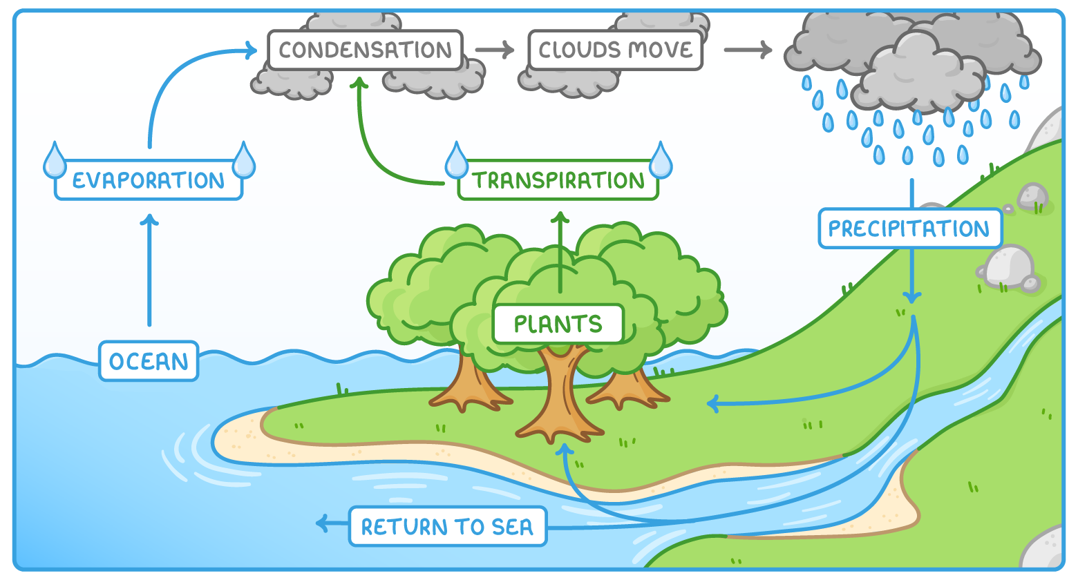 A coastal landscape with the ocean on the left and green hills on the right, blue arrows running through labels reading ocean, evaporation, transpiration, plants, condensation, clouds move, precipitation and return to sea.