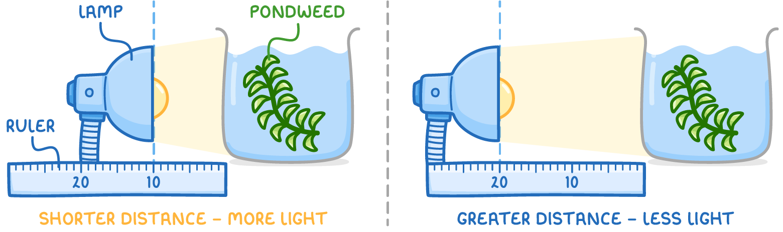 A lamp shining at a beaker of pondweed shown twice, with a ruler marking the gap, at 10 labelled shorter distance - more light and at 20 labelled greater distance - less light.