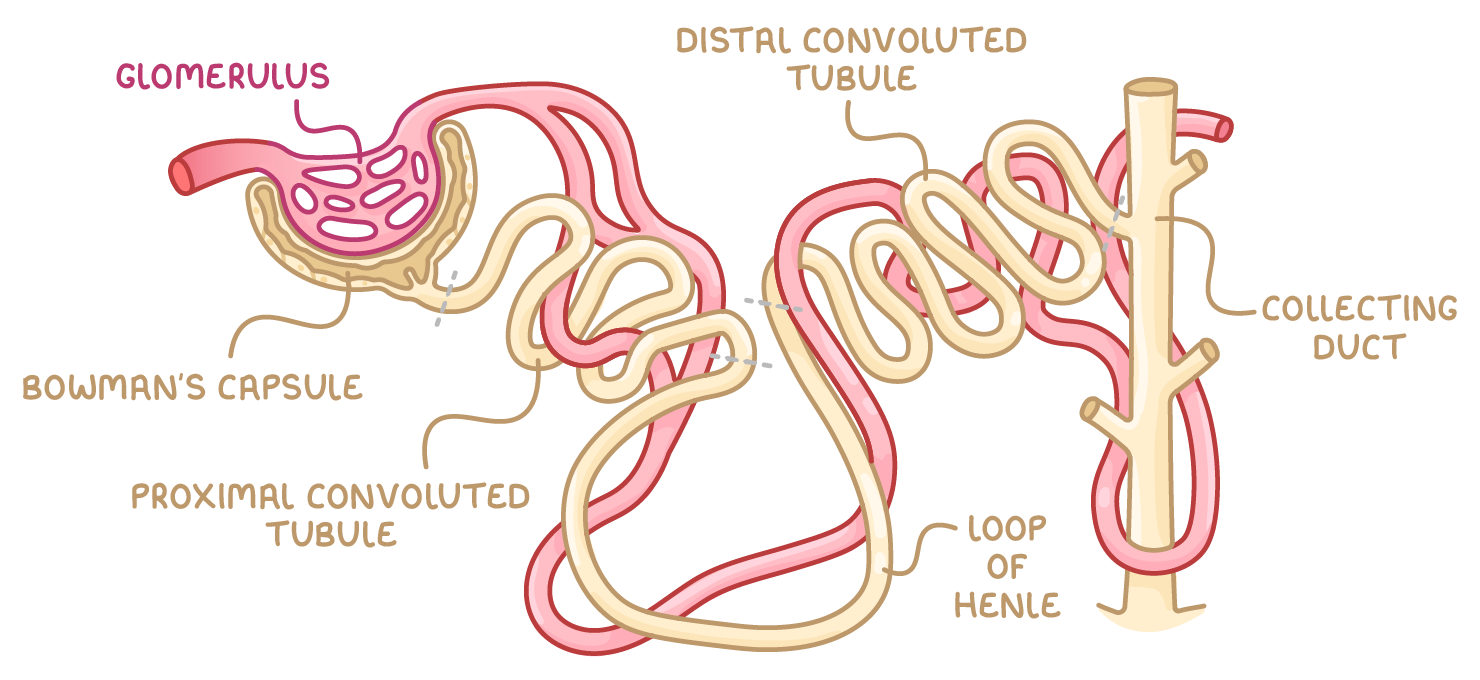 A single nephron drawn as a looping cream tube wrapped in pink capillaries, labelled glomerulus, Bowman's capsule, proximal convoluted tubule, loop of Henle, distal convoluted tubule and collecting duct.