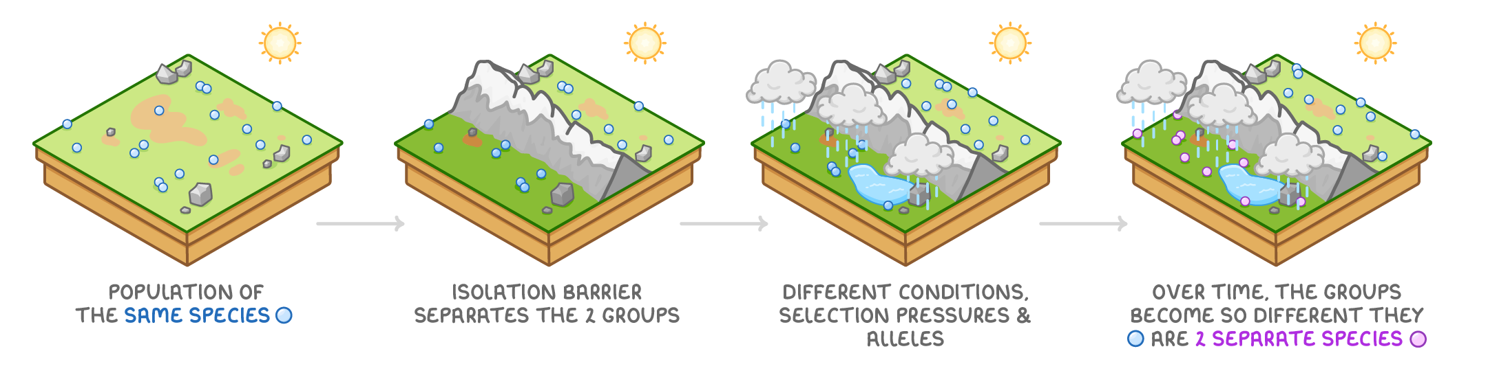 Four grassy blocks with arrows between: blue dots on the first, a mountain range splitting the second, rain over the third, and blue and pink dots labelled 2 separate species on the last.