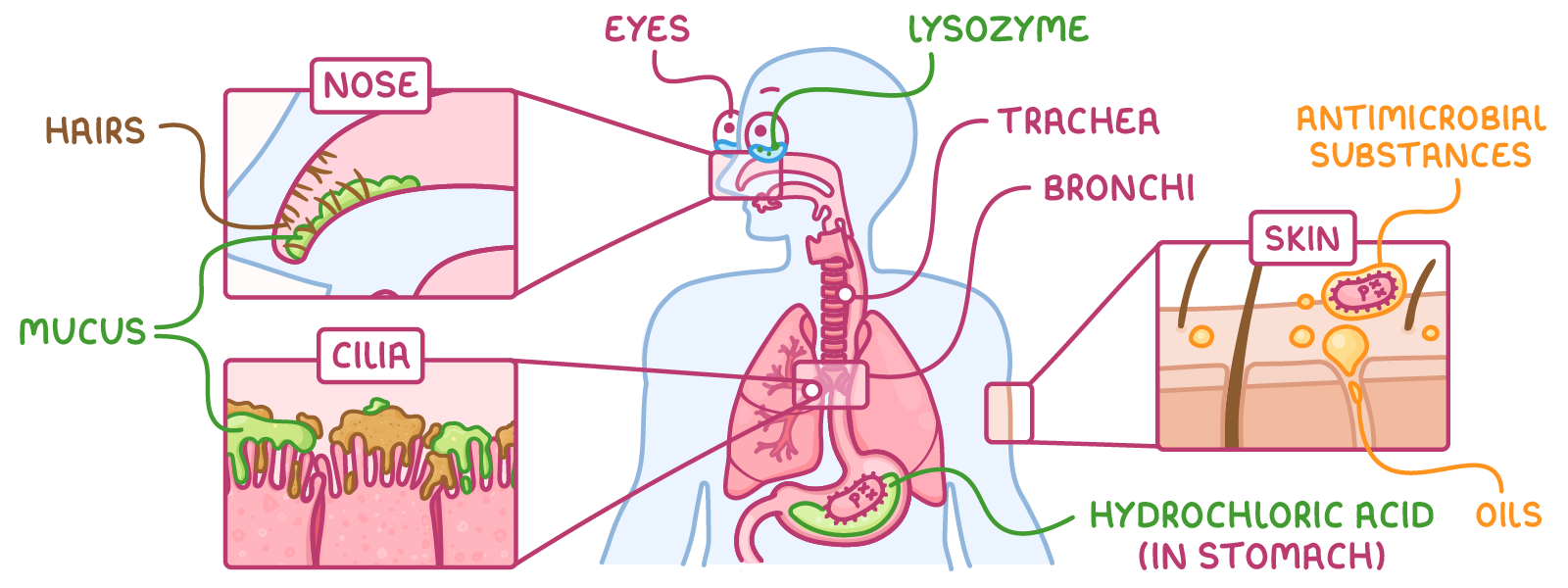 A human outline with airways, lungs and stomach, plus close-ups of the nose, cilia and skin, labelled hairs, mucus, eyes, lysozyme, trachea, bronchi, hydrochloric acid (in stomach), antimicrobial substances and oils.