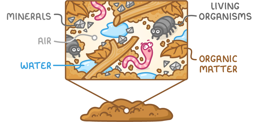 A pile of soil with a zoomed-in view showing what it is made of: minerals (small pieces of rock), air, water, organic matter such as dead leaves and twigs, and living organisms such as worms and woodlice.