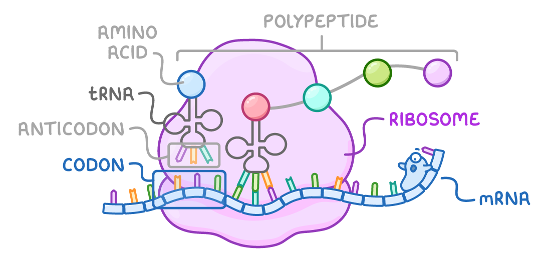 An mRNA strand threaded under a pink ribosome, with two tRNA molecules inside it holding coloured amino acid circles; labels mark tRNA, anticodon, codon, ribosome, mRNA, amino acid and a chain bracketed polypeptide.