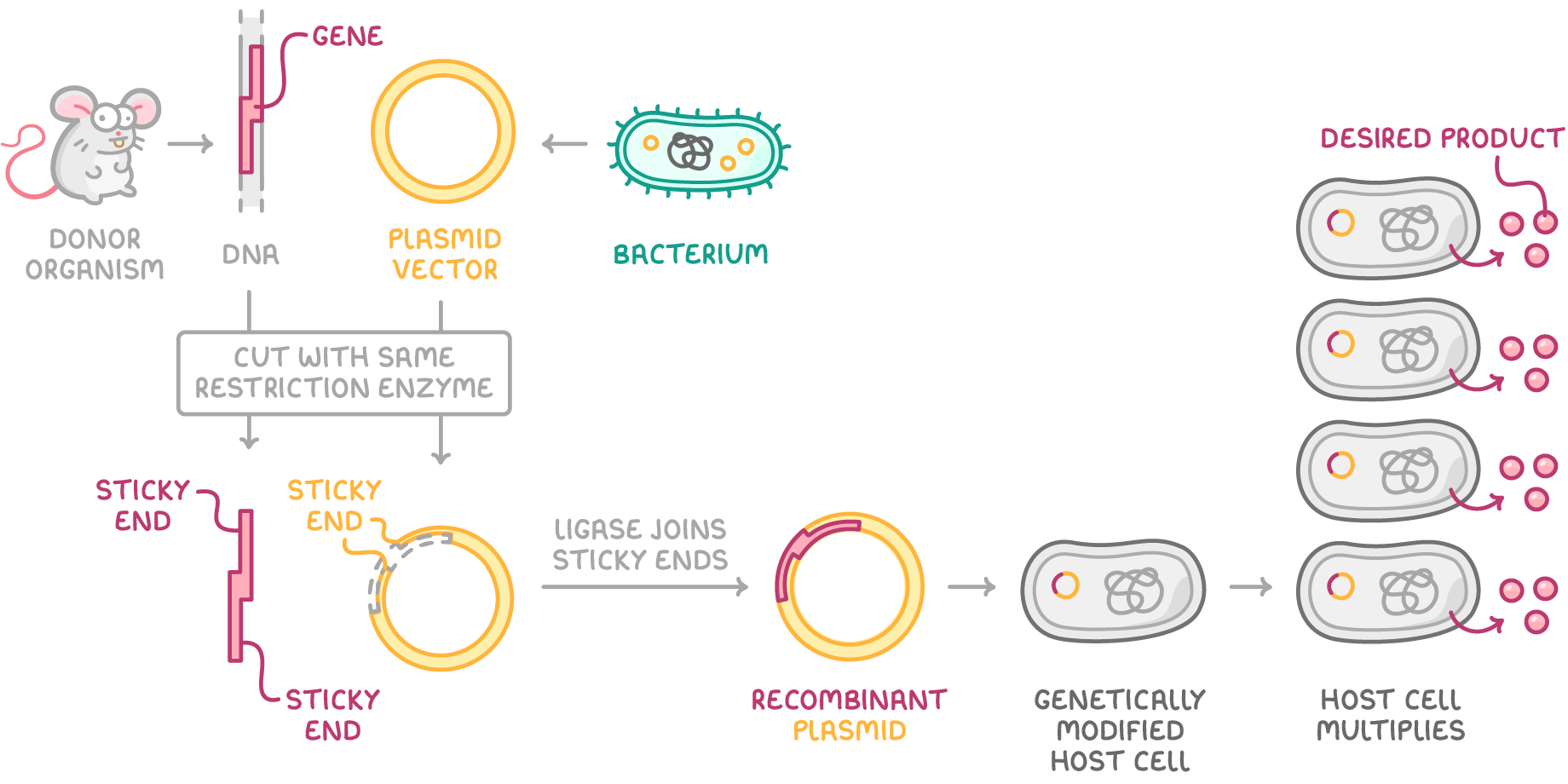 A mouse donor organism and a plasmid vector from a bacterium are cut with the same restriction enzyme leaving sticky ends, ligase joins them into a recombinant plasmid, and the modified host cell multiplies.