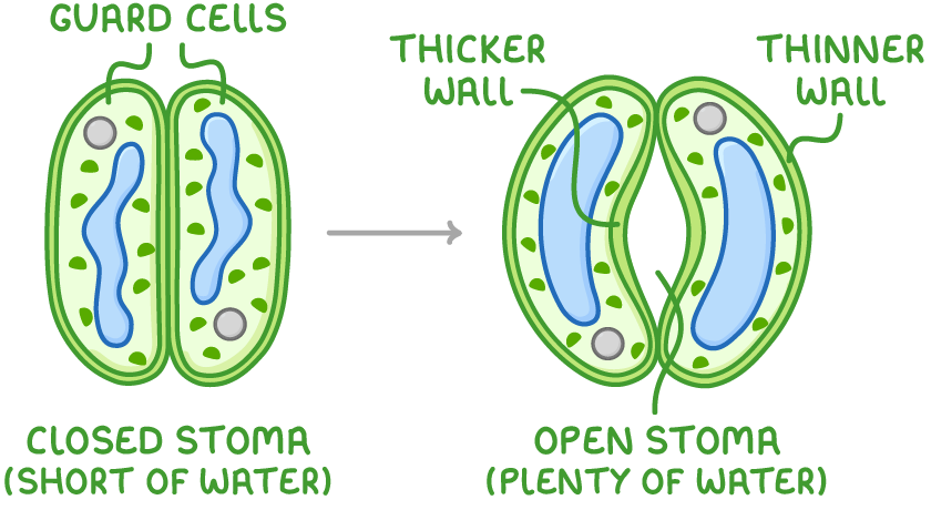 Two views of a pair of guard cells, the left pressed together and labelled closed stoma (short of water), the right curved apart, labelled open stoma (plenty of water), thicker wall, and thinner wall.