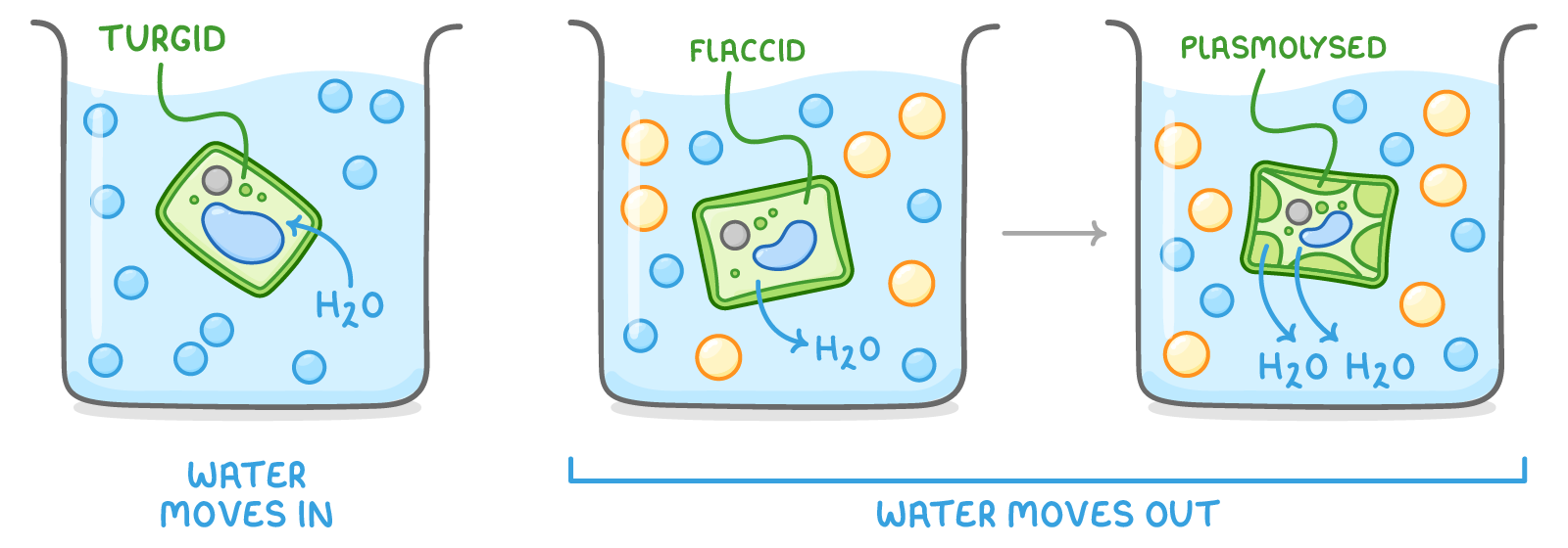 Three beakers in a row, each holding a plant cell labelled turgid, flaccid and plasmolysed, with H2O arrows and the captions water moves in under the first and water moves out under the others.