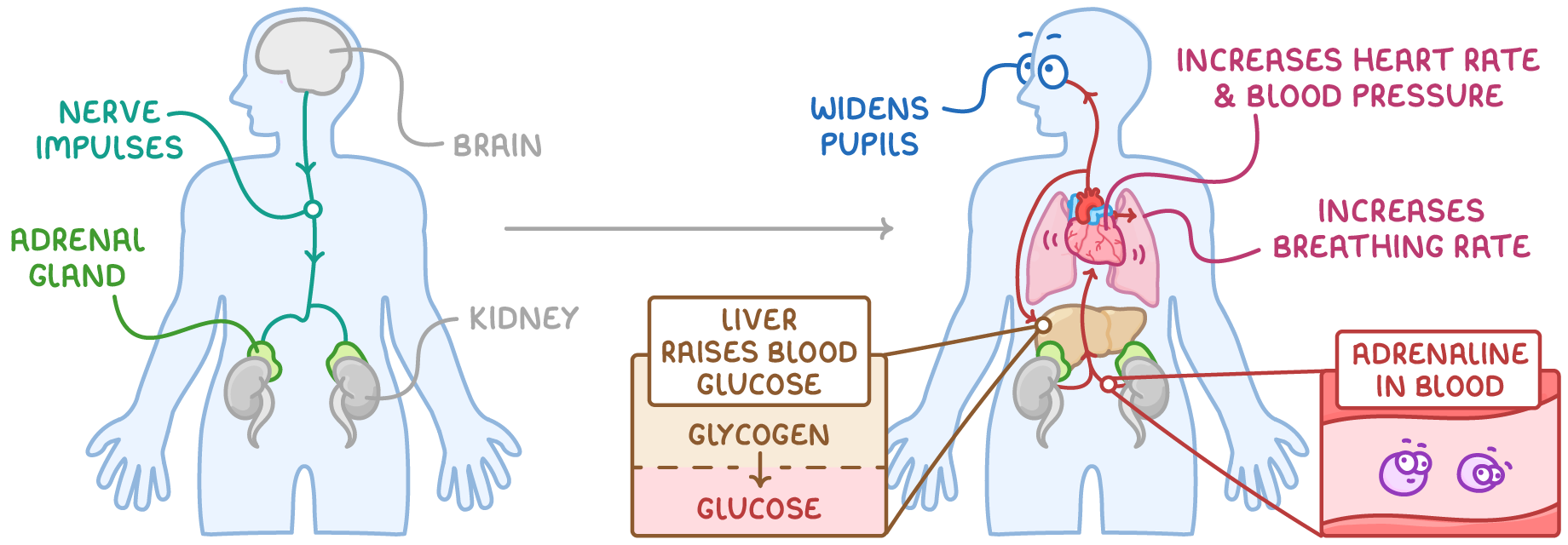 Two body outlines: nerve impulses from the brain reach the adrenal glands, then adrenaline in blood widens pupils, increases heart rate, blood pressure and breathing rate, and makes the liver turn glycogen into glucose.
