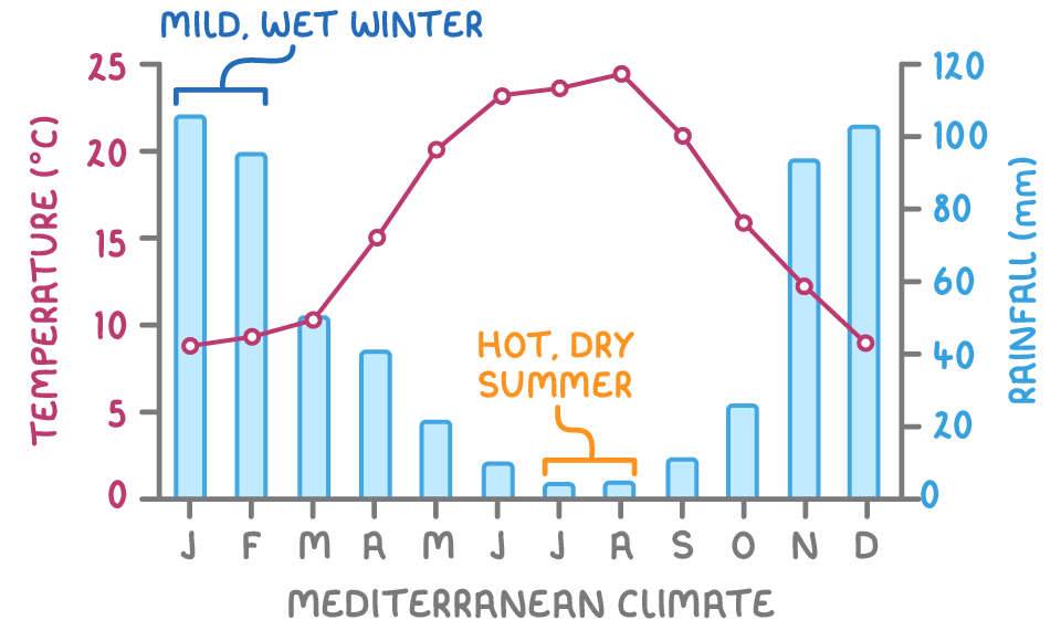 Climate graph for a Mediterranean climate, with monthly rainfall as bars and temperature as a line. Temperature rises from about 9°C in winter to about 24°C in August. Rainfall is high in winter, about 100 mm a month (a mild, wet winter), and close to zero in July and August (a hot, dry summer).
