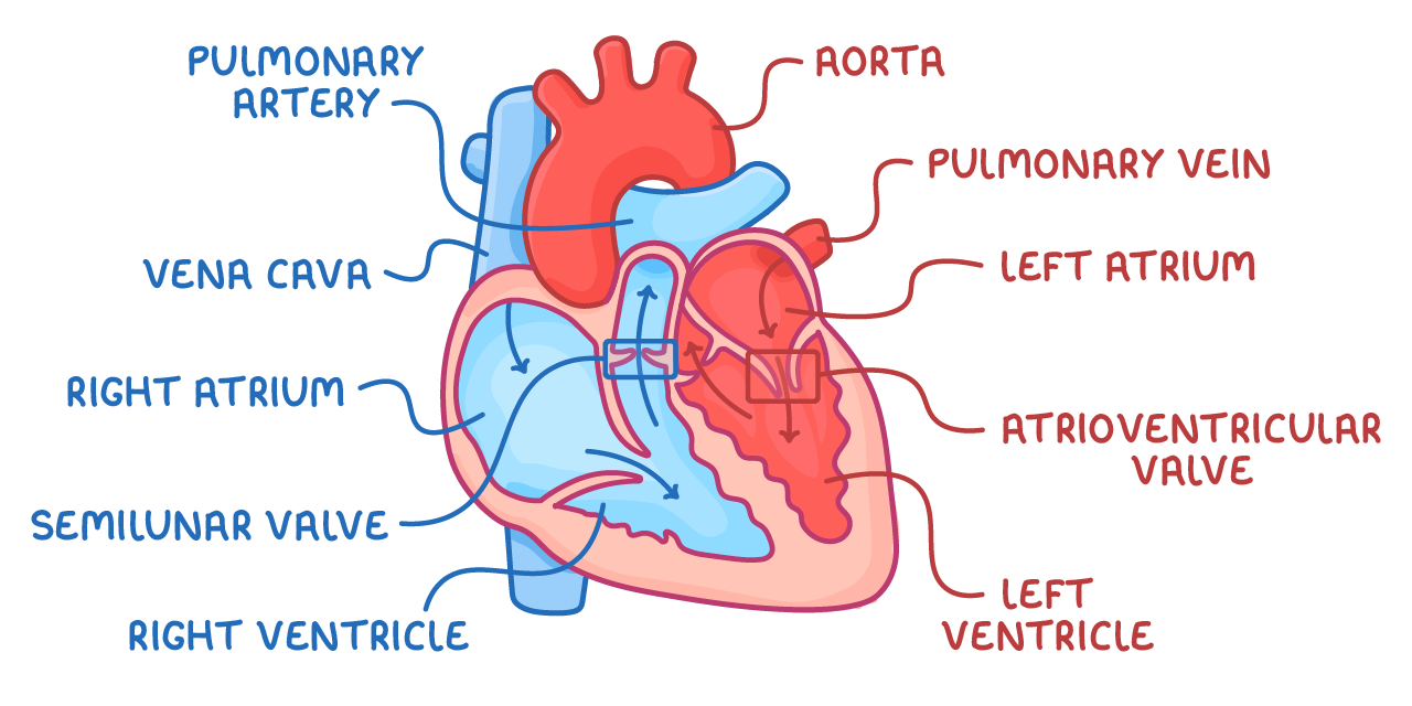 A cut-away heart, blue right side, red left side, arrows tracing blood flow, labelled pulmonary artery, vena cava, right atrium, semilunar valve, right ventricle, aorta, pulmonary vein, left atrium, atrioventricular valve and left ventricle.