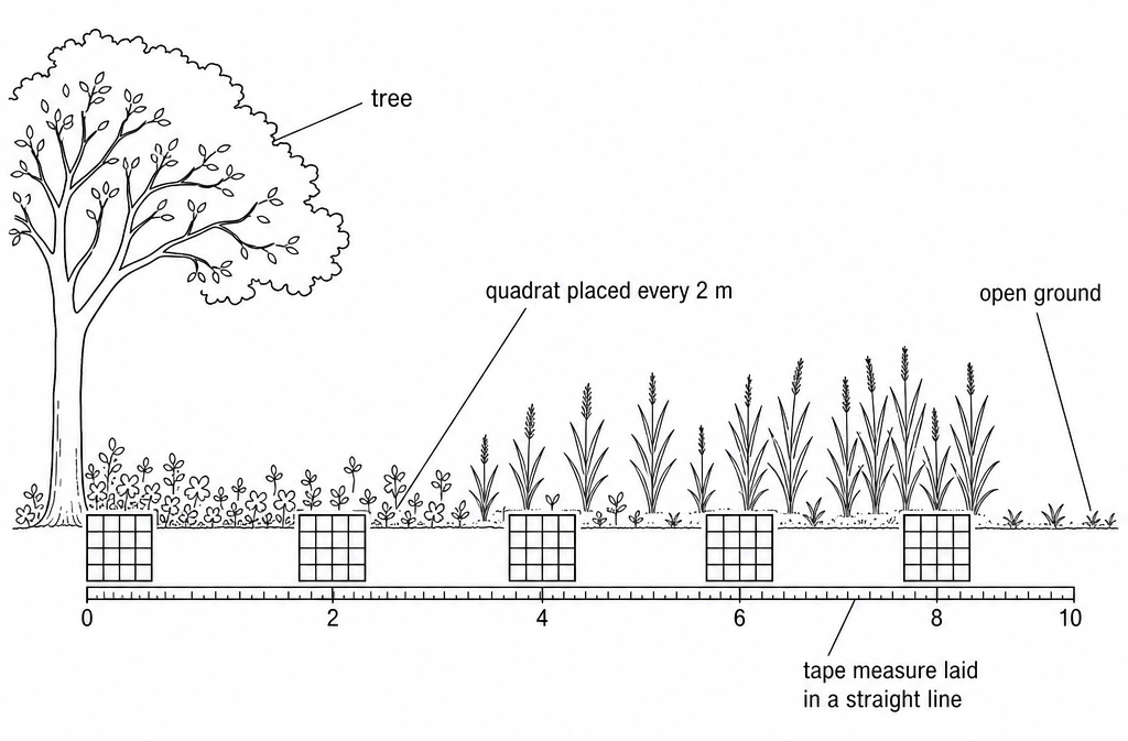 A tree on the left and open ground on the right, with a tape measure along the ground, a quadrat every 2 m, and low plants near the tree giving way to tall grasses.