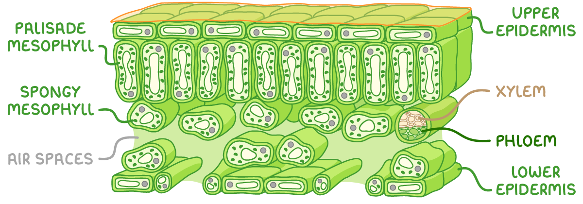 A three-dimensional block cut through a leaf, labelled from the top upper epidermis, palisade mesophyll, spongy mesophyll with air spaces, and lower epidermis, with a vein at the right labelled xylem and phloem.