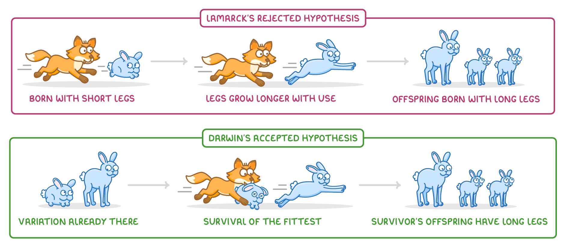 Two boxed rows of a fox chasing rabbits, the top labelled Lamarck's rejected hypothesis with legs grow longer with use, the bottom Darwin's accepted hypothesis with variation already there and survival of the fittest.