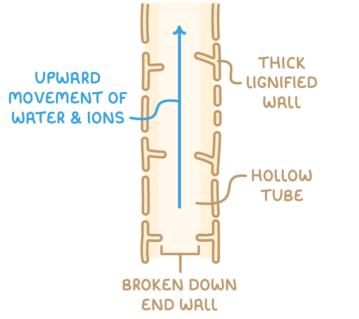 A xylem vessel drawn as a hollow tube with a blue arrow up the middle labelled upward movement of water and ions, plus labels thick lignified wall, hollow tube and broken down end wall.