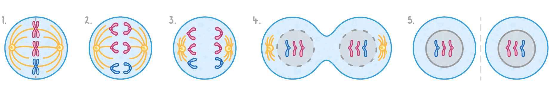 Five numbered cells: X-shaped chromosomes lined up across the middle on spindle fibres, their arms pulled apart, gathered at each end, the cell pinching in two, then two cells with new nuclei.