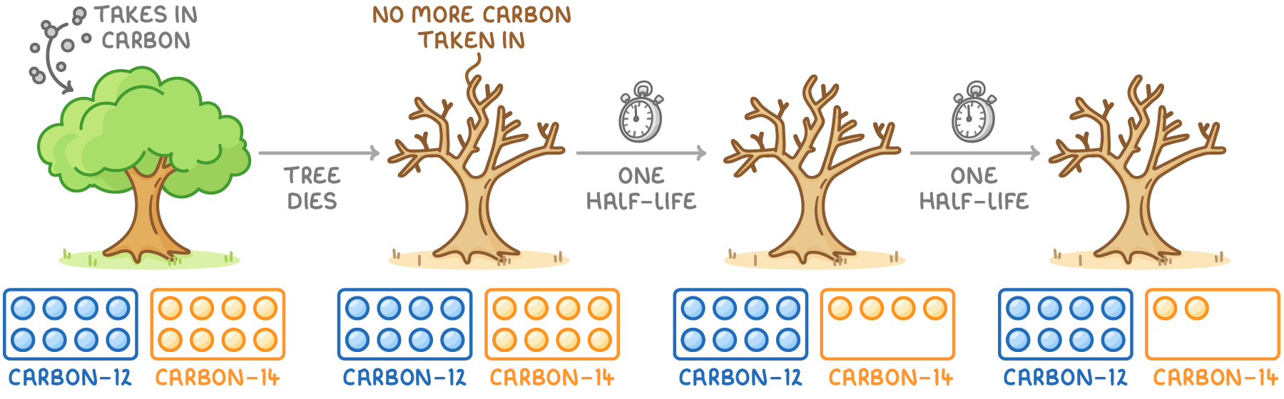 A living tree taking in carbon, an arrow labelled tree dies to a dead tree that takes in no more carbon, then two arrows marked one half-life; beneath each tree sit 8 carbon-12 circles, and 8, 8, 4, then 2 carbon-14 circles.