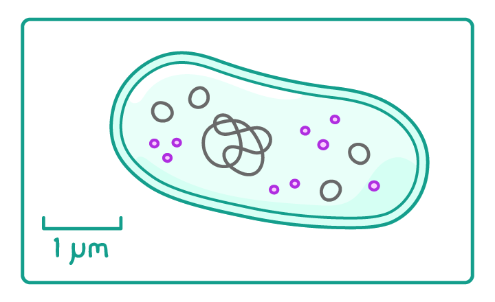 A single cell containing a looped strand of DNA, grey rings and small pink dots, with a short scale bar beneath it labelled 1 μm and the cell about four times the bar's length.