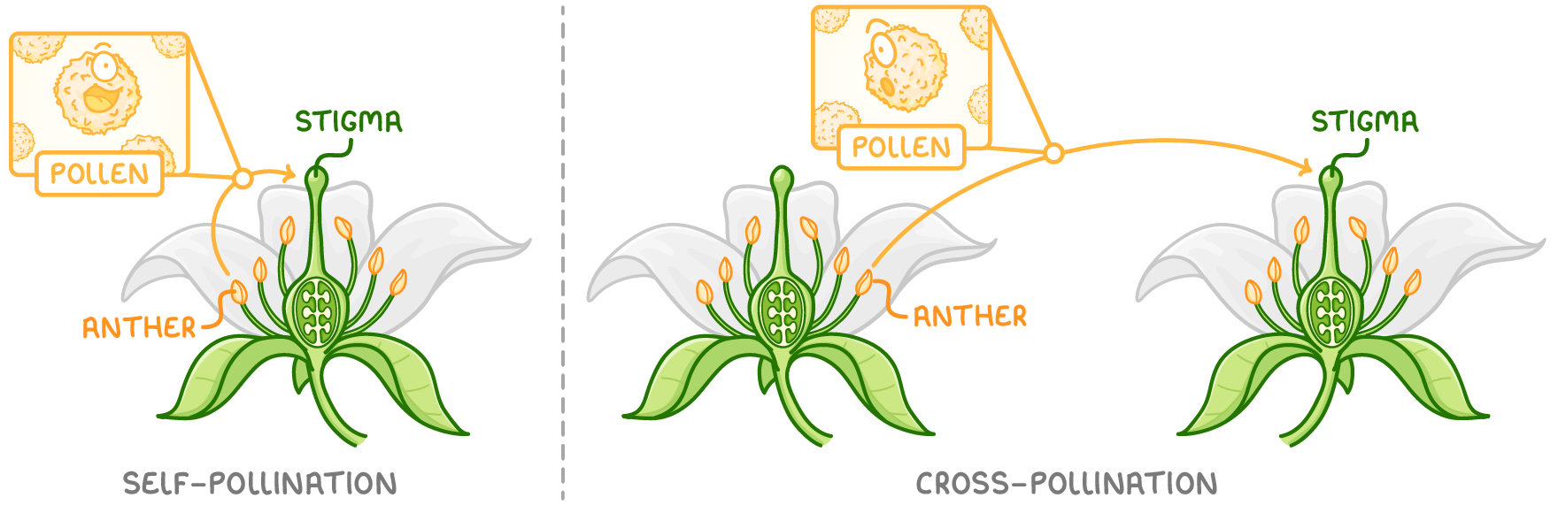Two panels: one flower with an arrow from its anther to its own stigma, labelled self-pollination; then an arrow from one flower's anther to a second flower's stigma, labelled cross-pollination.