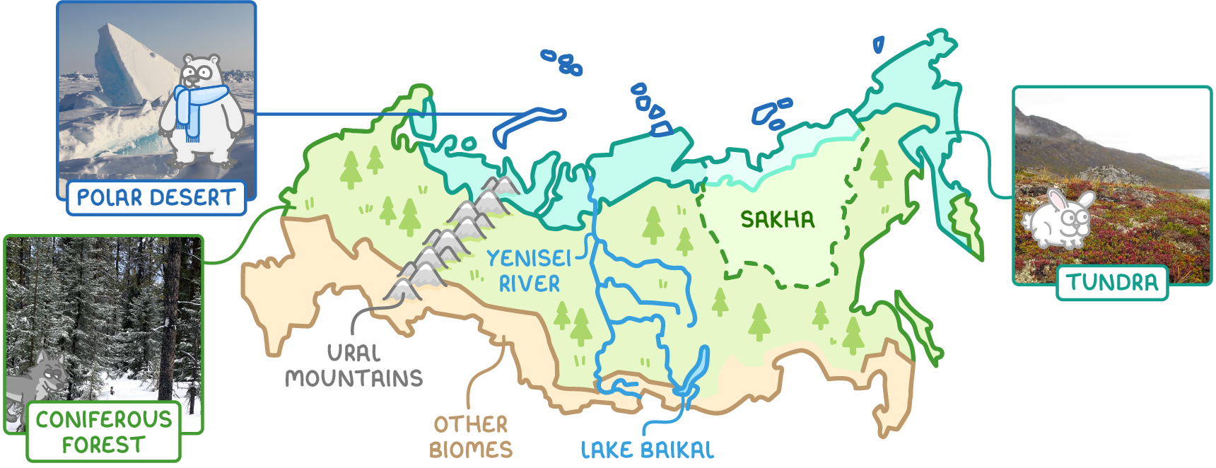 Map of Russia showing its biomes in bands running west to east: polar desert on islands in the far north, tundra along the Arctic coast, and a wide belt of coniferous forest across the middle, with other biomes along the southern edge. The Ural Mountains, the Yenisei River, Lake Baikal and the region of Sakha are labelled. Photographs show polar desert ice, tundra and a snowy coniferous forest.