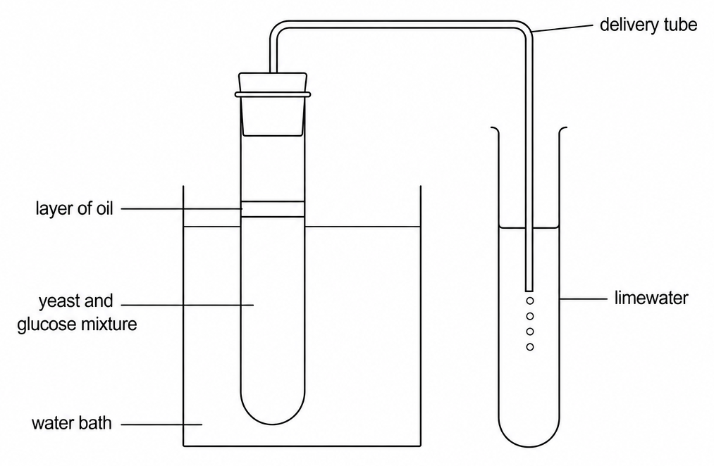 A boiling tube standing in a water bath, labelled yeast and glucose mixture under a layer of oil, sealed with a bung and a delivery tube carrying bubbles into a second tube of limewater.