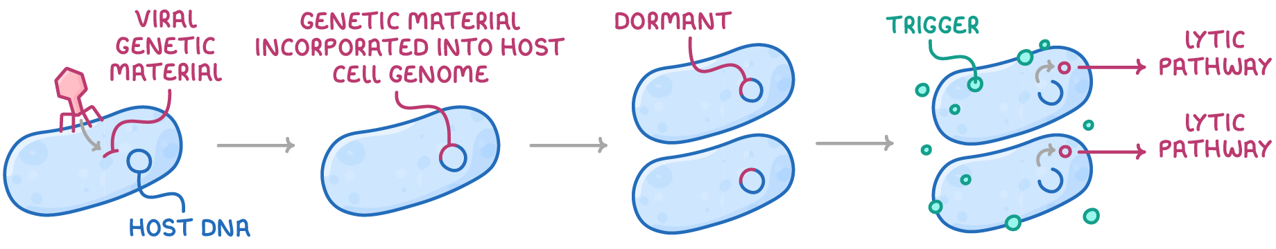A virus injects viral genetic material into a cell labelled host DNA; the material is incorporated into the host cell genome and sits dormant until a trigger sends both cells to the lytic pathway.