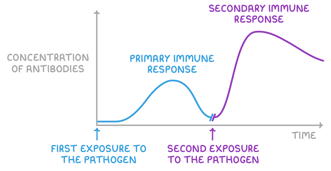 A line graph of concentration of antibodies against time, with a small slow blue primary immune response after first exposure to the pathogen and a taller, faster purple secondary immune response after the second.