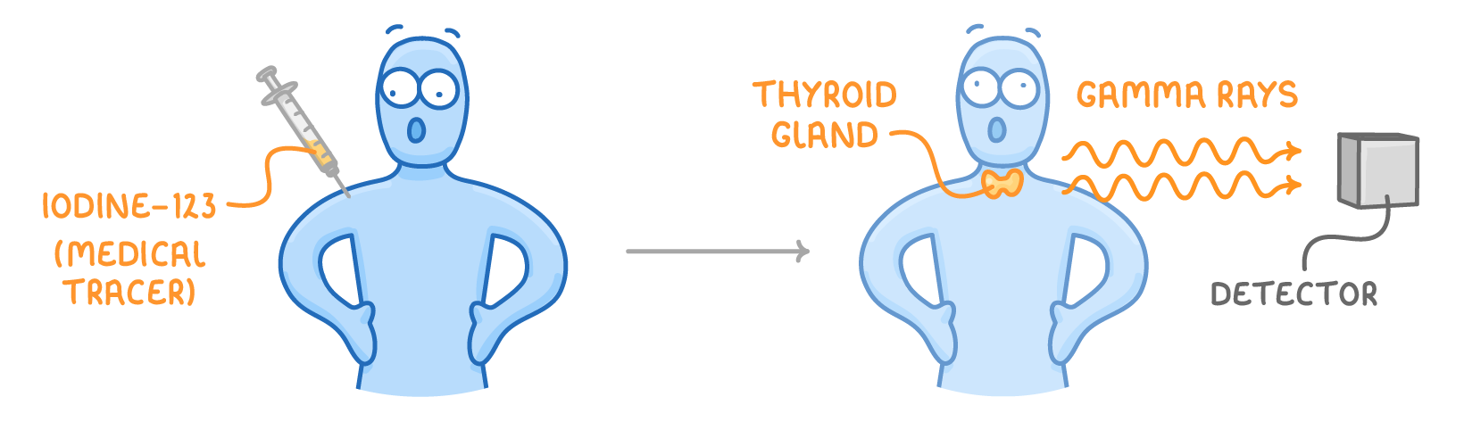 A person is injected from a syringe labelled iodine-123 (medical tracer), then an arrow leads to the same person with an orange thyroid gland sending gamma rays out to a boxy detector.