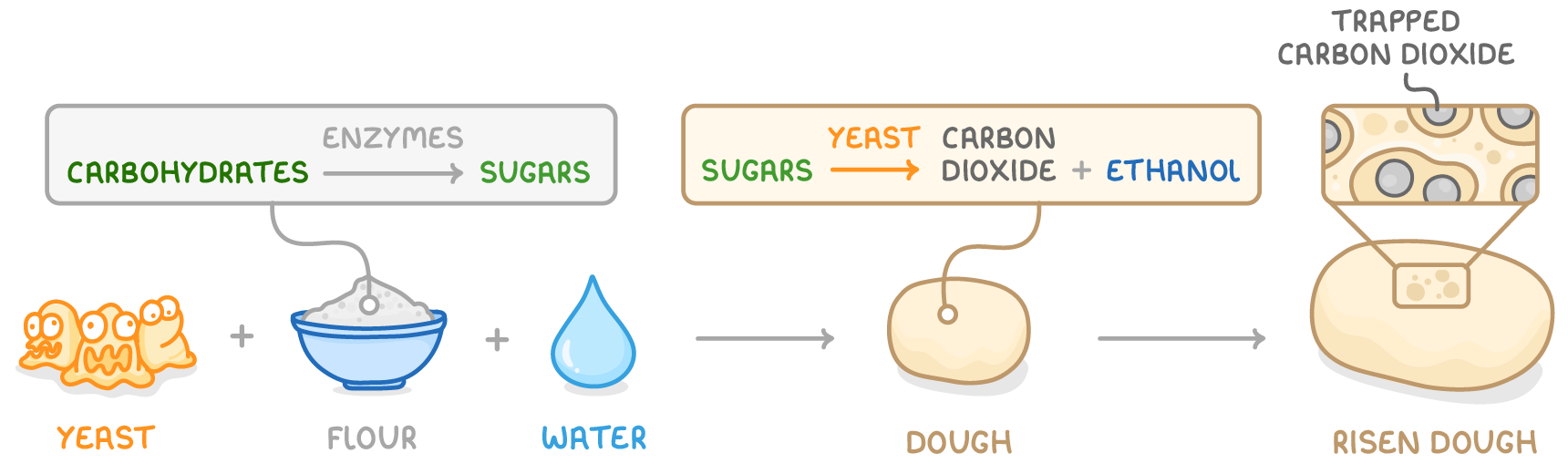 Yeast plus flour plus water leads to dough then risen dough, with boxes reading carbohydrates to sugars by enzymes and sugars to carbon dioxide plus ethanol, and a close-up of trapped carbon dioxide.