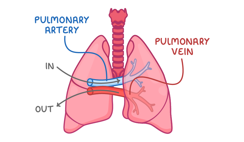 A pair of lungs with the trachea between them, the pulmonary artery labelled beside an arrow marked in, and the pulmonary vein labelled beside an arrow marked out.