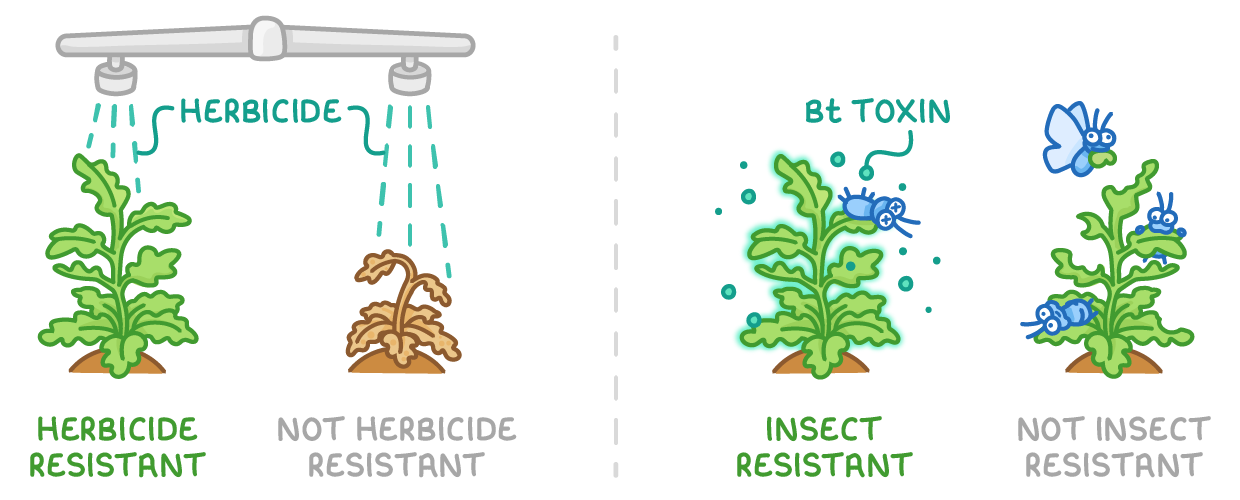 Under a herbicide spray a healthy plant labelled herbicide resistant stands beside a dead one; a glowing plant giving off Bt toxin, labelled insect resistant, sits beside one being eaten by insects.