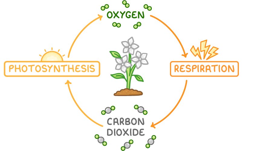 A ring of arrows round a flowering plant, running from a box labelled photosynthesis up through oxygen to a box labelled respiration, then down through carbon dioxide and back to photosynthesis.