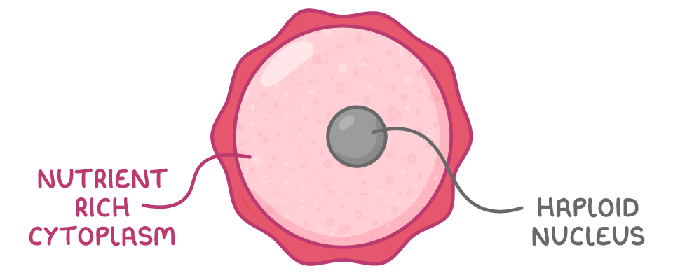 A large round egg cell with a thick wavy outer membrane and a small grey nucleus, labelled nutrient rich cytoplasm and haploid nucleus.