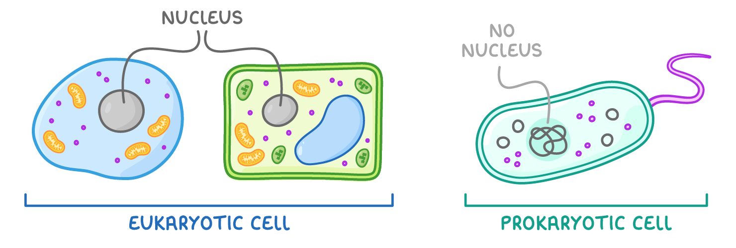 An animal cell and a plant cell, each with a grey nucleus, sit under a bracket labelled eukaryotic cell, beside a rod-shaped cell with looped DNA marked no nucleus under a prokaryotic cell bracket.