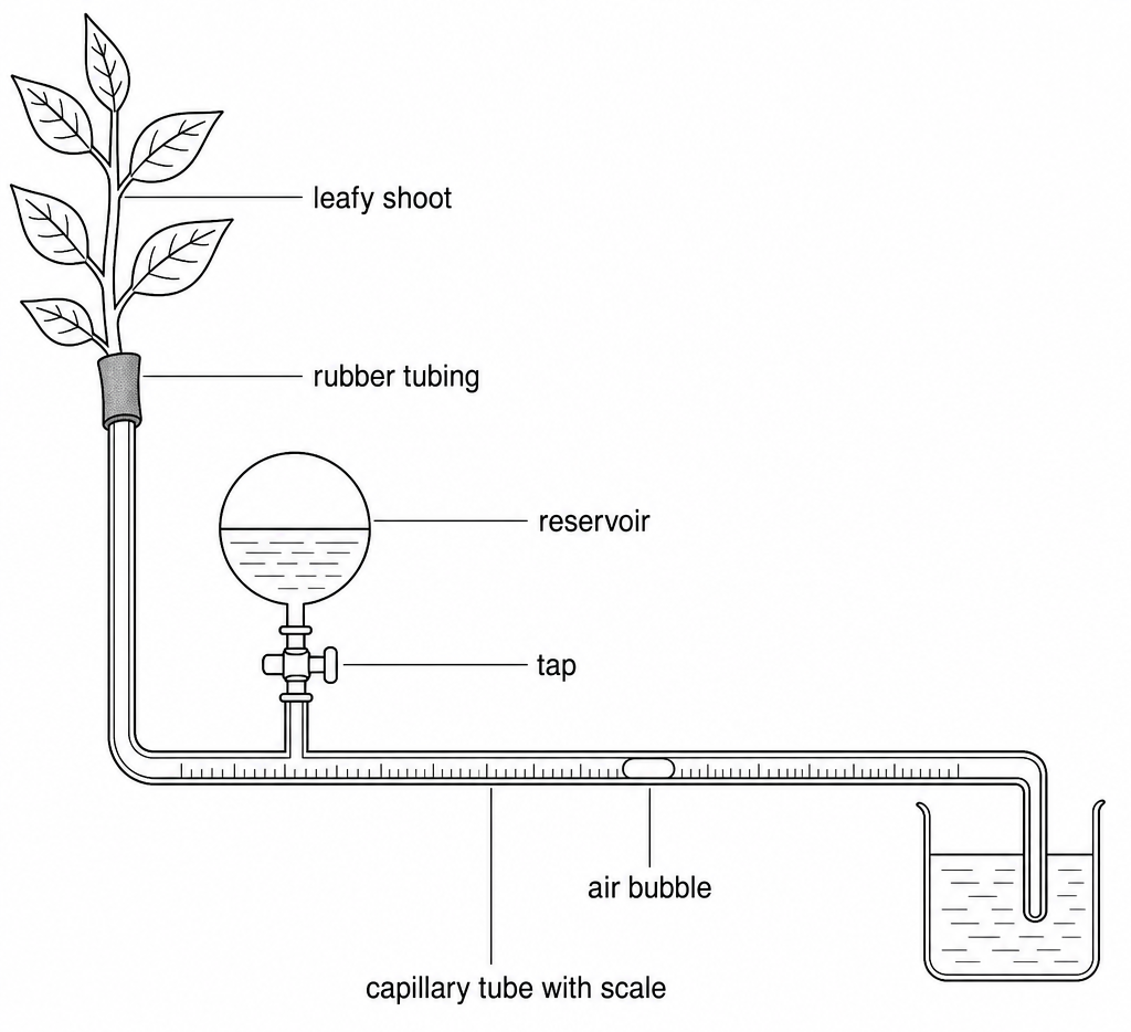 A leafy shoot sealed into rubber tubing above a reservoir and tap, joined to a capillary tube with scale holding one air bubble, its far end standing in a beaker of water.