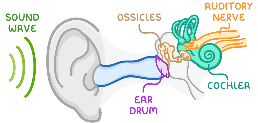 A side view of a human ear with green arcs labelled sound wave entering the ear canal, and labels pointing to the ear drum, ossicles, cochlea, and auditory nerve.