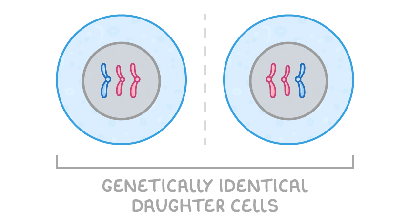Two round cells side by side, split by a dashed line, each with a grey nucleus holding the same three chromosomes, two pink and one blue, under a bracket labelled genetically identical daughter cells.