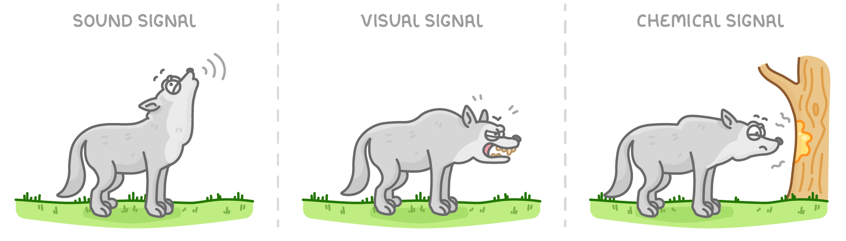 Three panels, each showing a grey wolf on grass: sound signal, howling; visual signal, snarling with bared teeth; chemical signal, sniffing a yellow scent mark on a tree trunk.