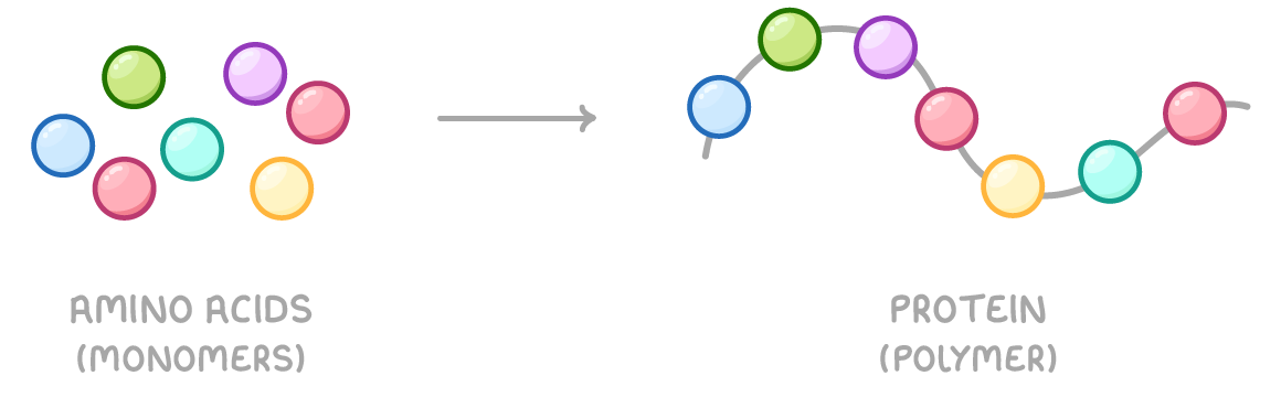 Seven loose coloured circles labelled amino acids (monomers) on the left, an arrow pointing right, and the same circles strung along a wavy line into a chain labelled protein (polymer).