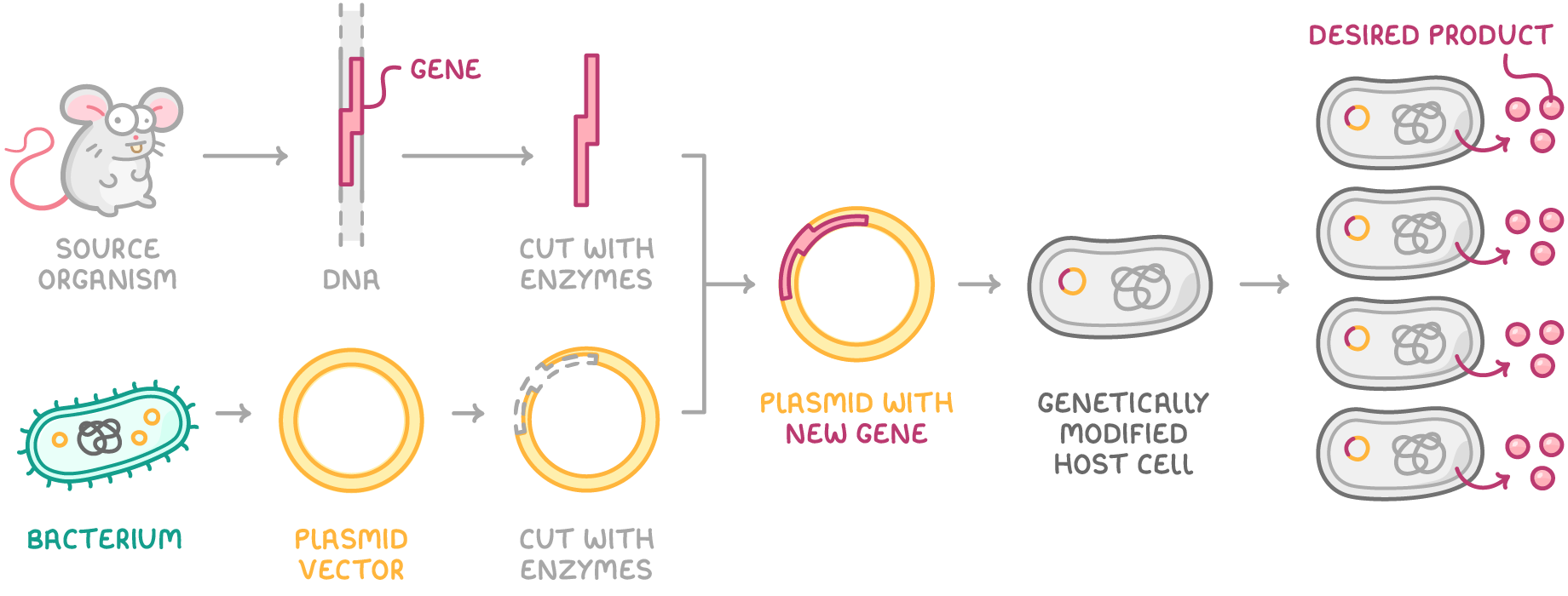 A mouse labelled source organism and a bacterium's plasmid vector, both cut with enzymes, feed into a plasmid with new gene, then a genetically modified host cell and four cells releasing desired product.