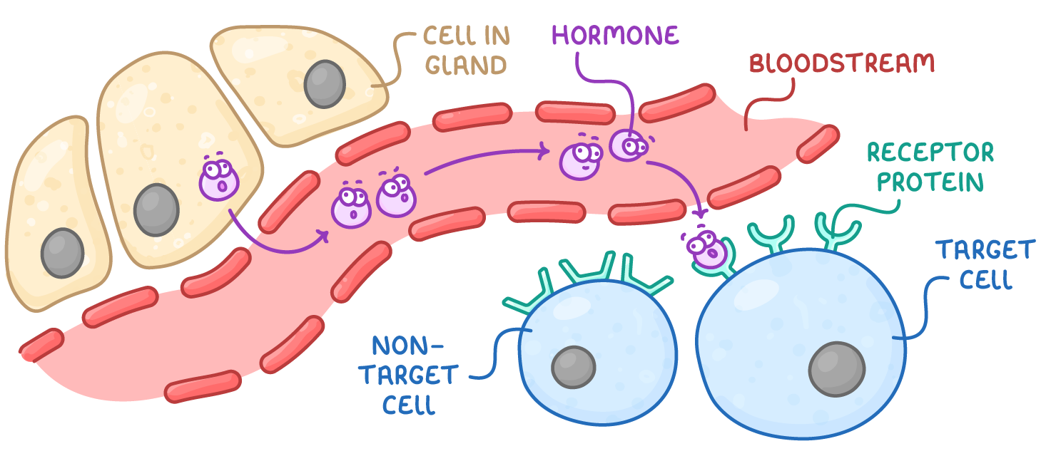 Cream cells in a gland release purple hormone molecules into a pink bloodstream, one binding a green receptor protein on a target cell, while a non-target cell alongside carries no matching receptor.