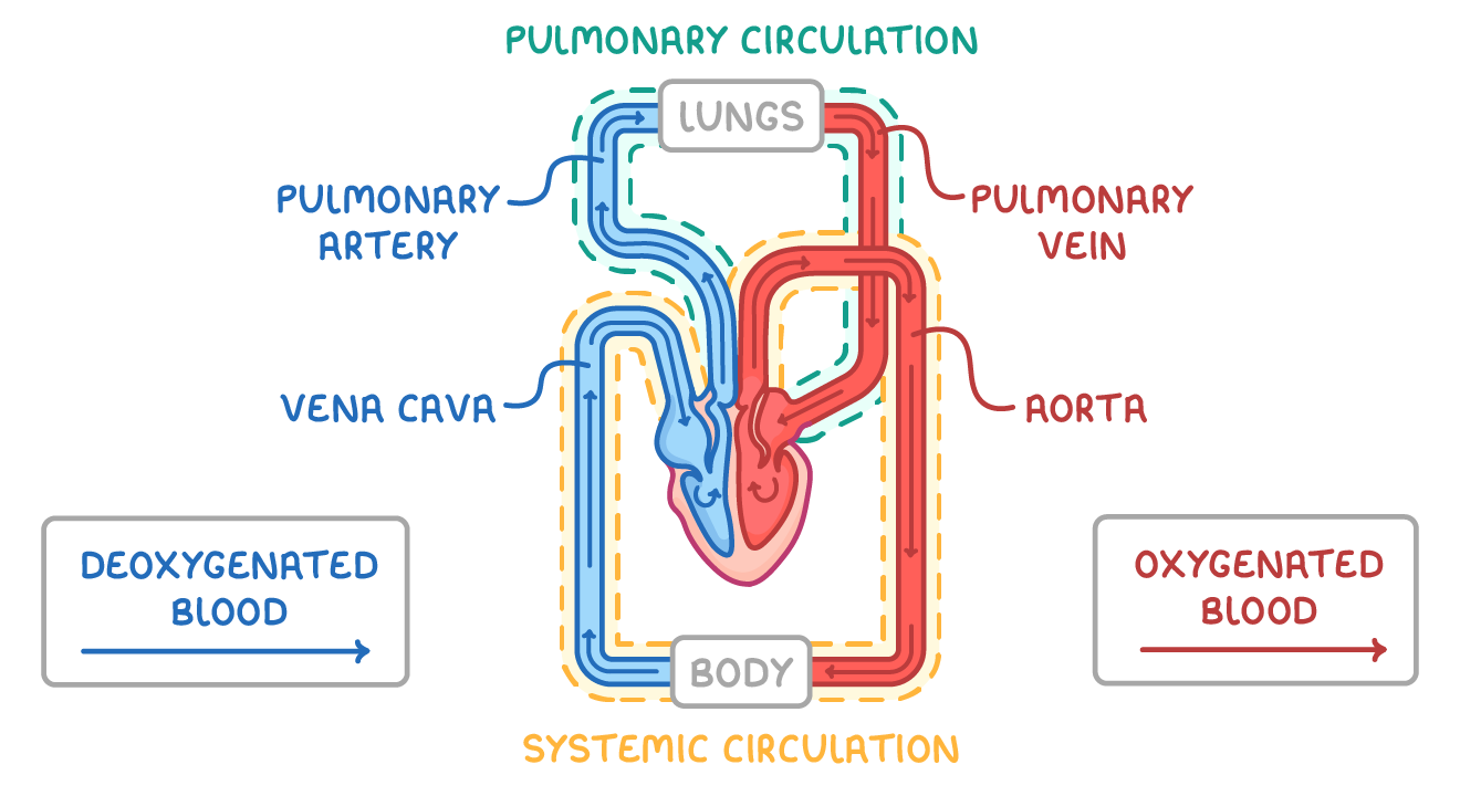 A heart between boxes marked lungs and body, dashed loops labelled pulmonary circulation and systemic circulation, blue vessels carrying deoxygenated blood and red carrying oxygenated, labelled pulmonary artery, vena cava, pulmonary vein and aorta.