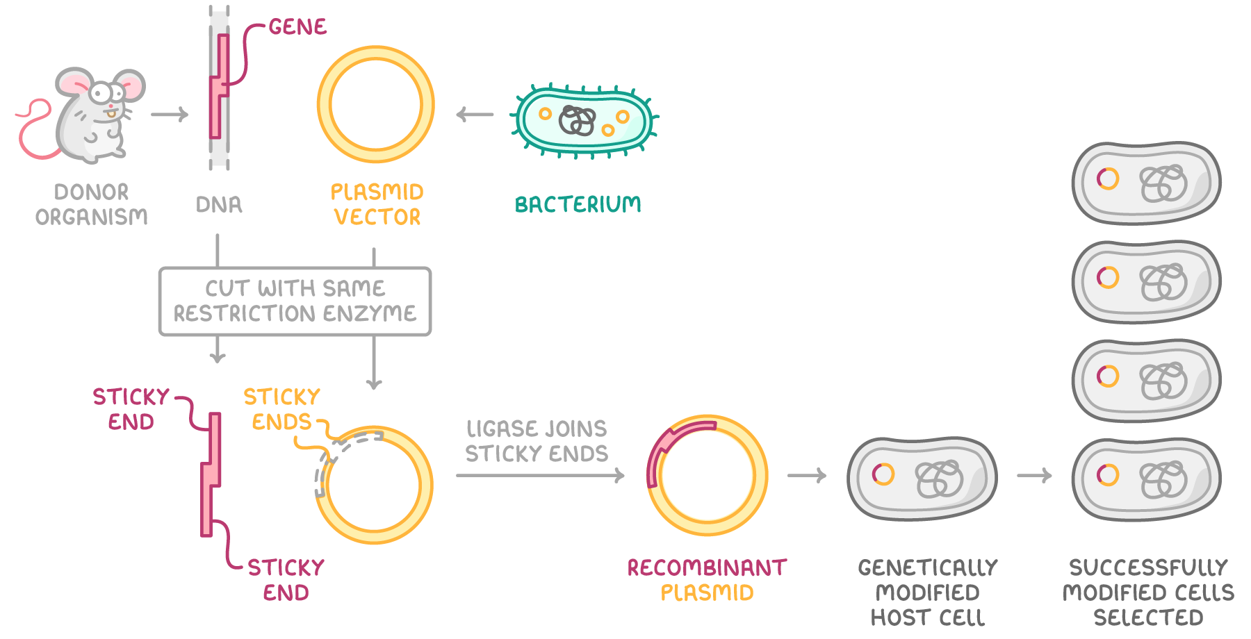A mouse donor organism and a plasmid vector are cut with the same restriction enzyme leaving sticky ends, ligase joins them into a recombinant plasmid, and four bacteria are labelled successfully modified cells selected.