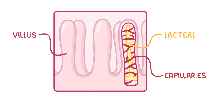A block of small intestine lining with several villi, one cut open to show a yellow lacteal running up its centre wrapped in a red capillary network, labelled villus, lacteal and capillaries.