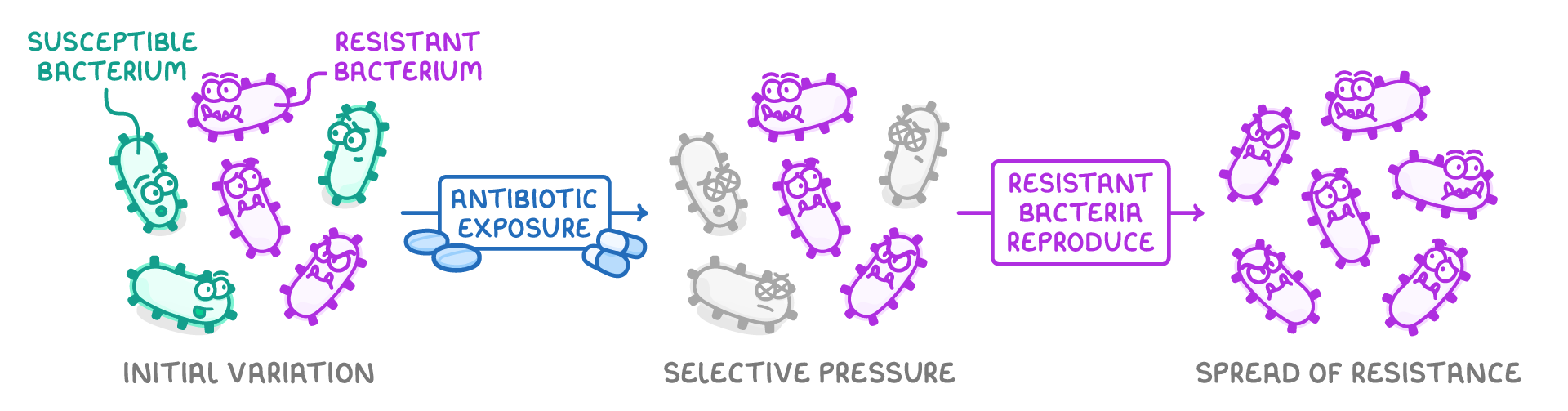 Three stages of a bacterial population, labelled initial variation, selective pressure and spread of resistance, with arrows marked antibiotic exposure and resistant bacteria reproduce; green and purple cells labelled susceptible bacterium and resistant bacterium.
