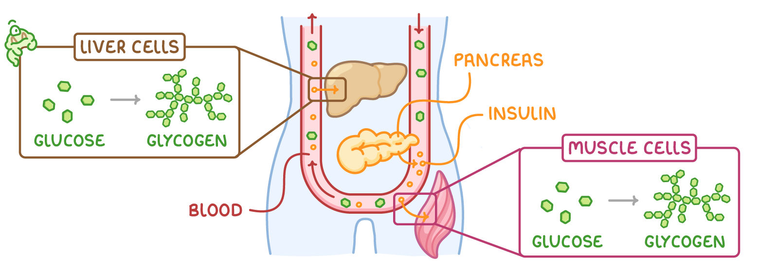 A torso with the liver, pancreas and a muscle beside a blood vessel carrying green glucose and orange insulin, with two callout boxes, liver cells and muscle cells, each showing glucose turning into glycogen.