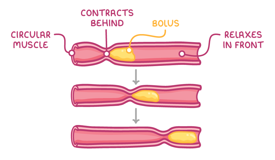 Three stacked views of a gut tube holding a yellow bolus, labelled circular muscle, contracts behind and relaxes in front, with the pinch behind the bolus shifting it further along in each view.
