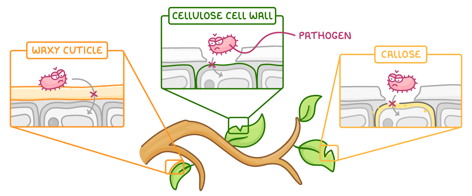 A leafy branch with three close-ups labelled waxy cuticle, cellulose cell wall and callose, each showing a cartoon pathogen stopped by a cross at that layer.